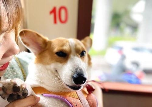 豚豚娱乐吃瓜小八卦,揭秘娱乐圈吃瓜小八卦背后的真相