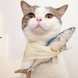 娱乐吃瓜酱猫咪头套,揭秘“吃瓜酱”猫咪的趣味生活