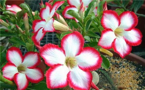 娱乐吃瓜酱沙漠玫瑰