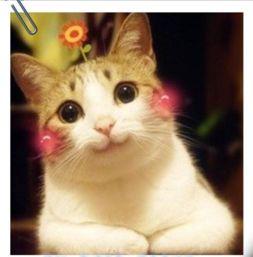 娱乐吃瓜喵a,揭秘娱乐圈那些不为人知的幕后故事