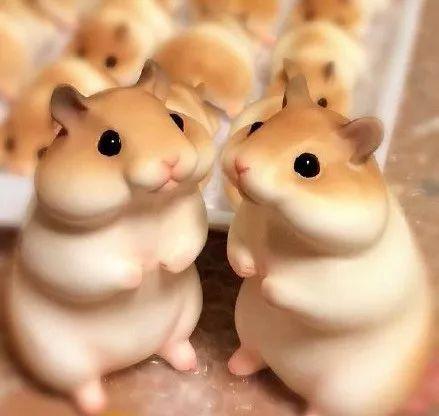 娱乐吃瓜酱仓鼠,揭秘娱乐圈背后的趣味故事